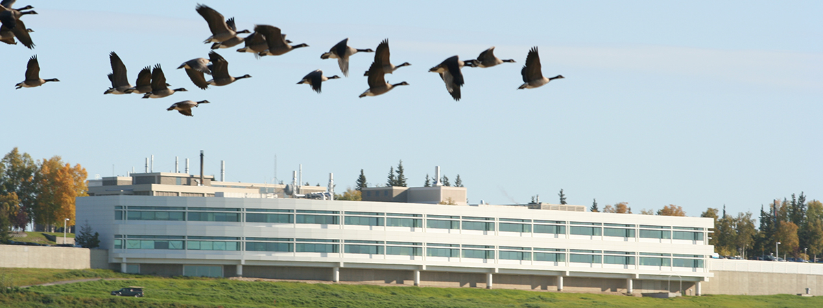 System Office in Fairbanks with flying geese