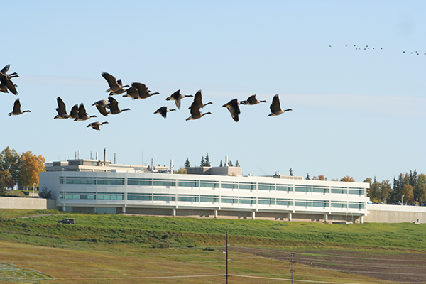 Geese fly in front of the Butrovich building at 杏吧原版