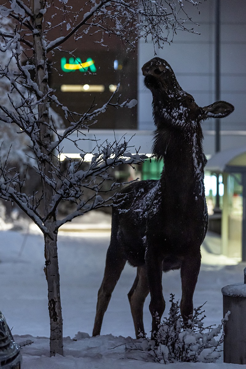Moose on snowy UAA Campus